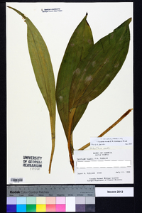 Veratrum woodii image