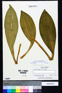 Veratrum woodii image