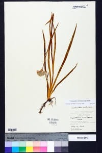 Lachnanthes caroliniana image