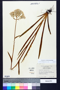 Lachnanthes caroliniana image