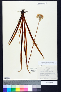 Lachnanthes caroliniana image