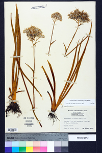 Lachnanthes caroliniana image