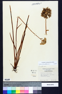 Lachnanthes caroliniana image