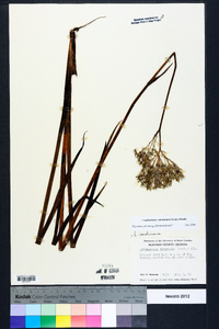 Lachnanthes caroliniana image