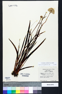 Lachnanthes caroliniana image