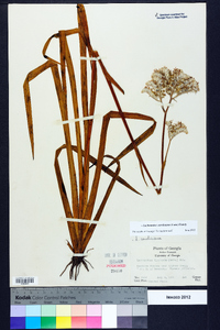 Lachnanthes caroliniana image