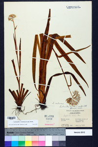 Lachnanthes caroliniana image