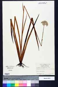 Lachnanthes caroliniana image