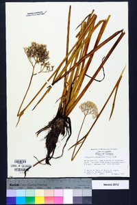 Lachnanthes caroliniana image