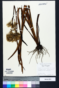 Lachnanthes caroliniana image