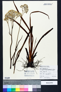 Lachnanthes caroliniana image