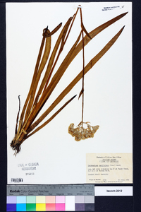 Lachnanthes caroliniana image