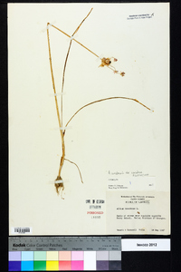 Allium canadense var. canadense image