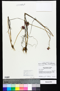 Allium canadense var. mobilense image