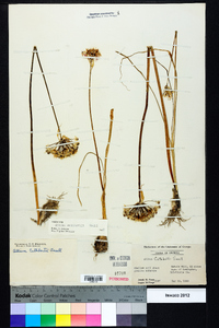 Allium cuthbertii image