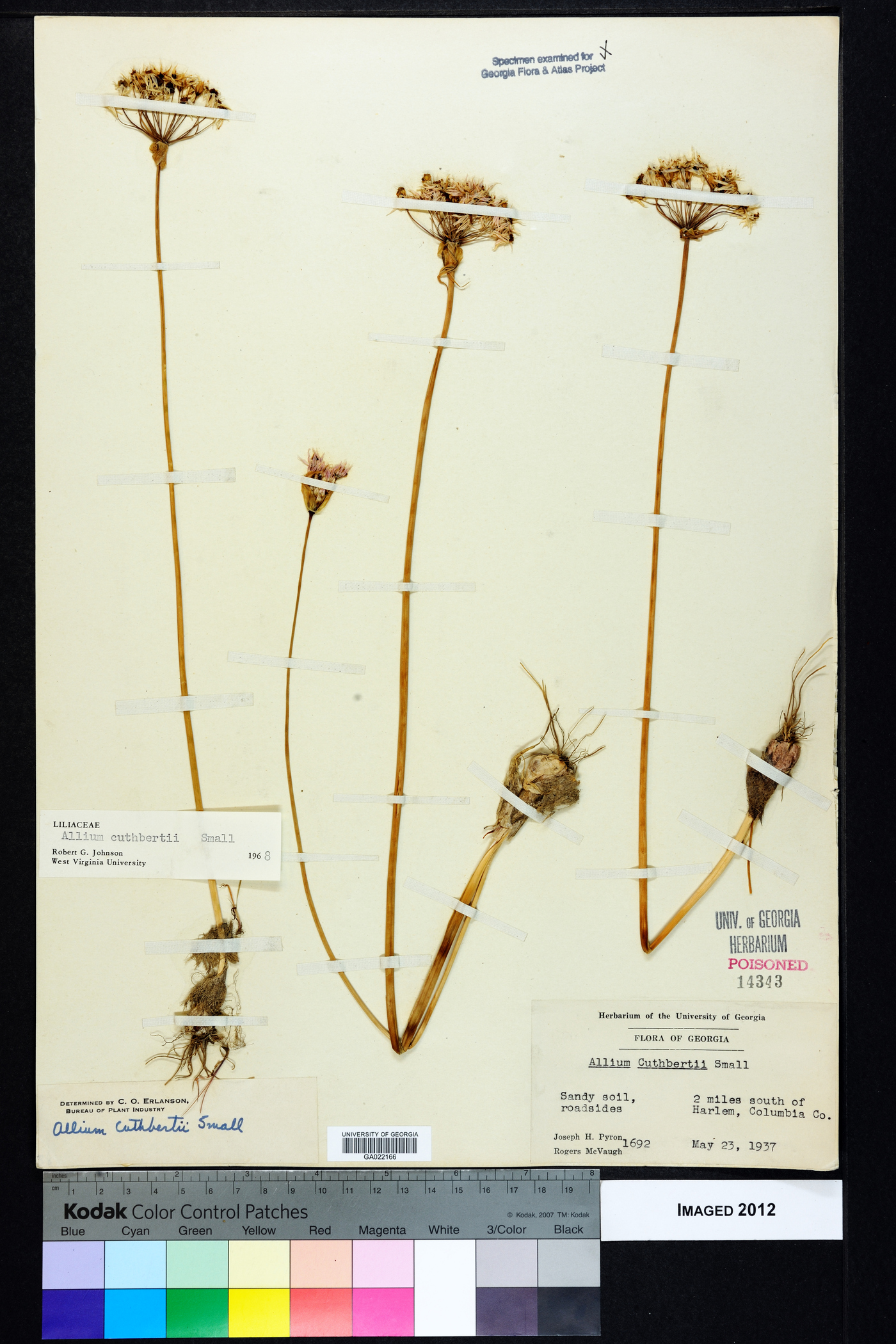 Allium cuthbertii image