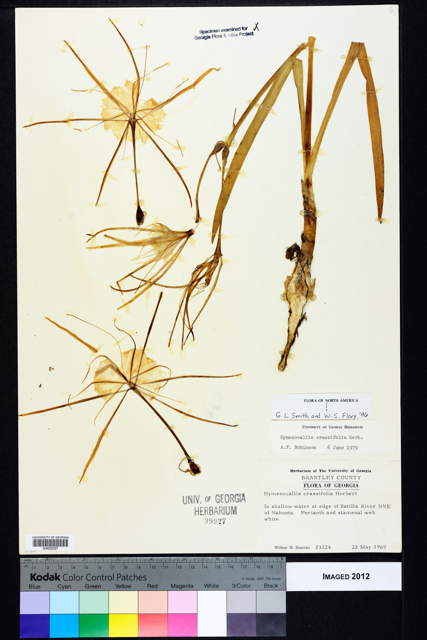 Hymenocallis crassifolia image