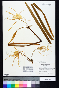 Hymenocallis duvalensis image