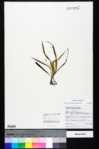 Hypoxis curtissii image