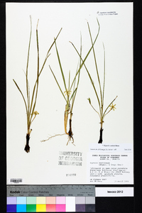 Hypoxis curtissii image