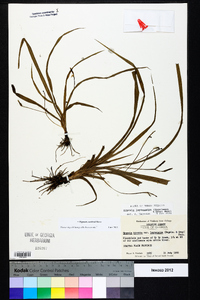 Hypoxis curtissii image