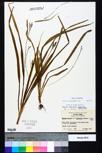 Hypoxis curtissii image