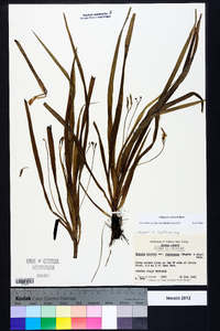 Hypoxis curtissii image