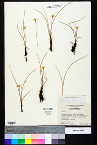 Hypoxis juncea image