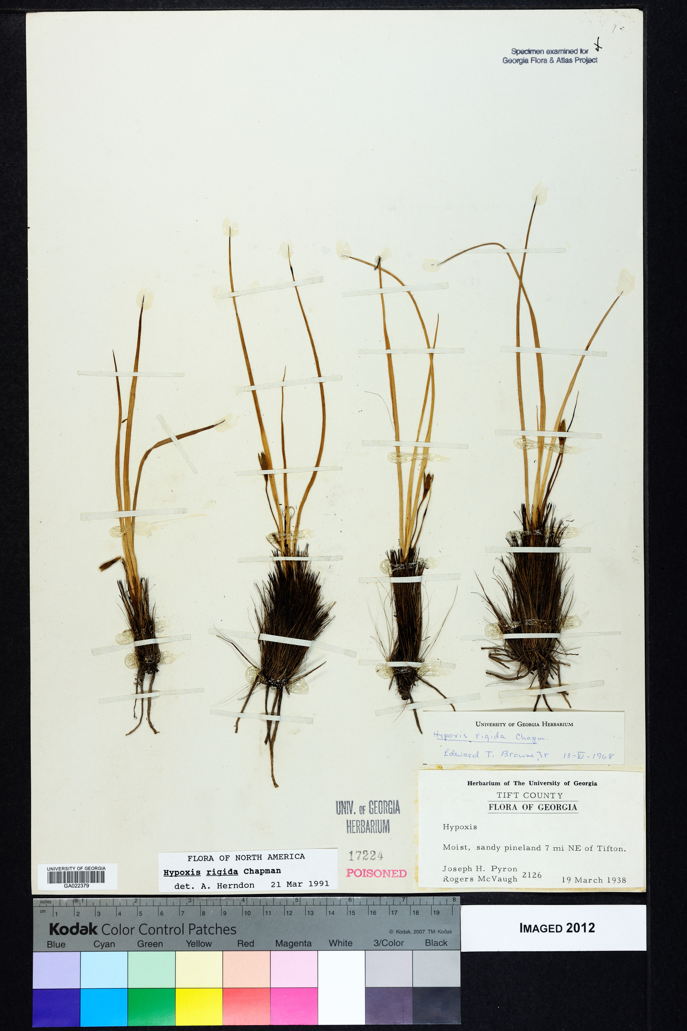 Hypoxis rigida image