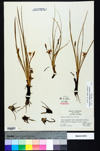 Hypoxis sessilis image