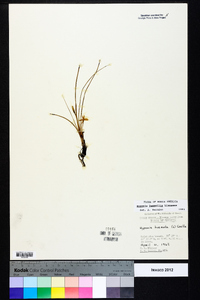 Hypoxis sessilis image