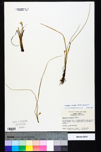 Hypoxis wrightii image