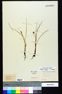 Hypoxis wrightii image