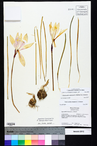 Zephyranthes atamasca image