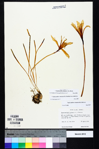 Zephyranthes atamasca image