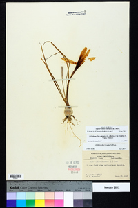 Zephyranthes atamasca image