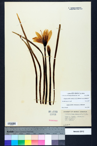 Zephyranthes atamasca image