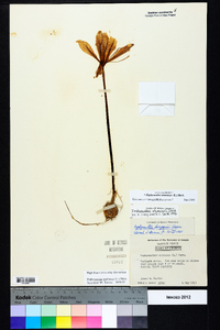 Zephyranthes atamasca image