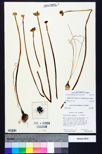 Zephyranthes atamasca image