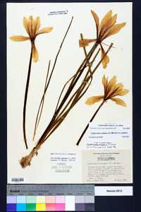 Zephyranthes atamasca image