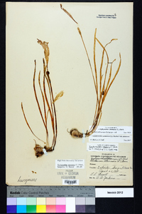 Zephyranthes atamasca image