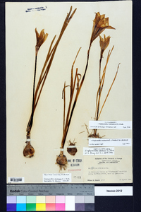 Zephyranthes atamasca image