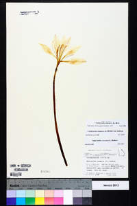 Zephyranthes atamasca image