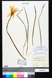 Zephyranthes atamasca image