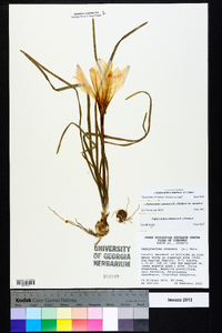 Zephyranthes atamasca image