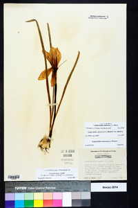 Zephyranthes atamasca image