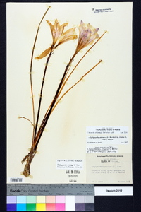 Zephyranthes treatiae image