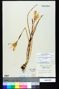 Zephyranthes treatiae image