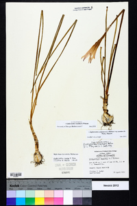 Zephyranthes treatiae image