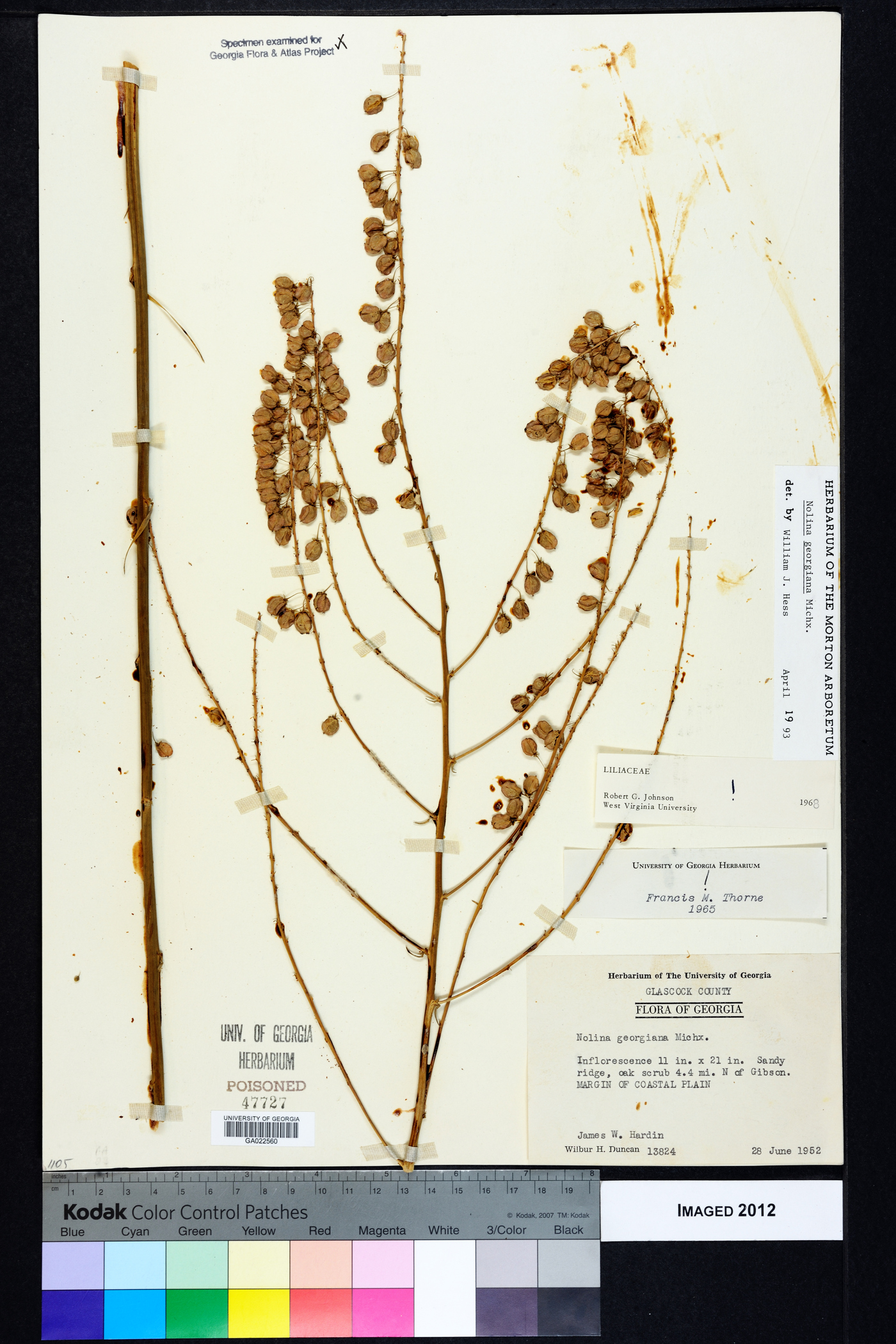 Nolina georgiana image